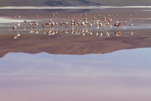 Ojo de Perdiz - Bolivian Border 199.jpg